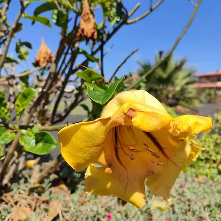 Lägenhet Punta Calma Majanicho