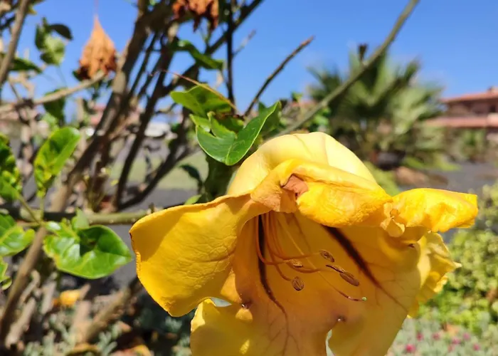 Apartamento Punta Calma Majanicho